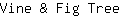 V***e