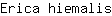 E***s