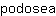 p***a