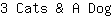 3***g