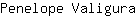 P***a