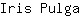 I***a