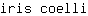 i***i